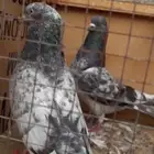 باكستاني فيروز