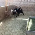 للبيع جمله