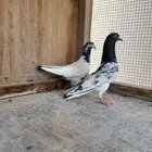 جوز تيدي بكستاني