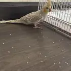 كروان للبيع