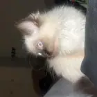 قطه للبيع ب 150