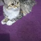 قطة شيرازية للتبني