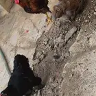 ديك ودجاجتين براهما