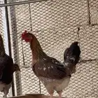 دجاجه عربيه للبيع
