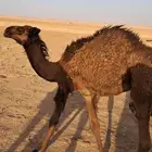 بكره دبيانيه تحت امهاء