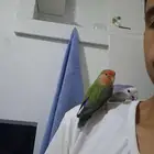 جوز ببغاء روز للبيع