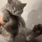 قط سكوتش ستريت