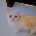 قطه للتبني