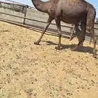 لقحات