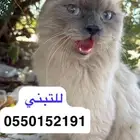 قطه أليفه للتبني