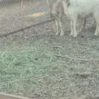 نعجه مع ولدها طلي ذبيحه 7 اشهر