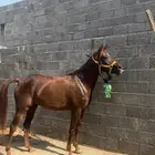 للبيع فرس شعبيه شيخه