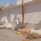 توريد وزراعة النخيل