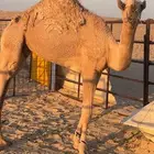 قعود عمره ثمان شهور