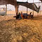 دجاج باكستاني سندي