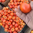 مندوب وموزع خضار