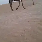 عشاير مجاهيم