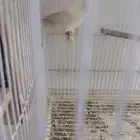 انثى روز البينو