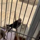 12 كروان مع قفص كبير