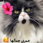 اناث معقمه للتبني