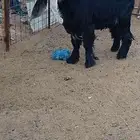 تيس فحل عارضي
