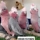 كوكاتو قالا