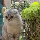 قط سكوتش فولد ضايع النماص