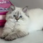 قط ه نوع الراغدول للبيع