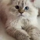 قط ه نوع الراغدول للبيع