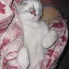 قط لتبني
