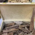 عرض يوم الجمعه على عود دقه موروكي