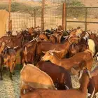 مراح معزا دهم بالفحل