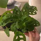 نباتات متنوعة نادره للبيع سعر مغري و يوجد توصل