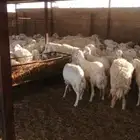 جذعات وثنيات متابيع 82 يتبعها 82