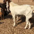 تيس هولندي للبيع مشروط يضرب على شرط