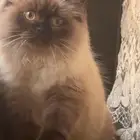 قطة هيمالايا مع جميع مستلزماتها