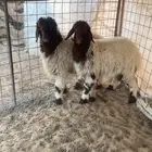 بهم نعيم للبيع تربيه