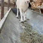 للبيع جوز ماعز قزم