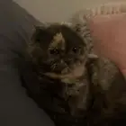 قطه للبيع