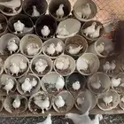 حمام فرنسي احجام طيبه