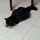 قط شيرازي جامبو معقم للتبني