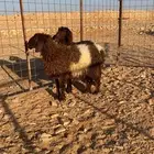 رخال نعيم طيبه مقنوي ولاذبح