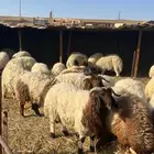خرفان نعيم بلدي