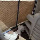 زوج حمام هندي (رقاص)  تم البيع