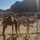 حشو للبيع