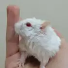 هامسترز نوع روسي بدون ملحقاتهم