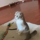 إستمارة بيع قطه