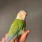 ببغاء كنيور اليف