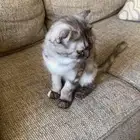 سكوتش فولد للتبني