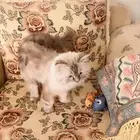 قط تبني